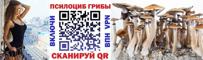 Купить закладки  Чадан  Галлюциногенные грибы мицелий 